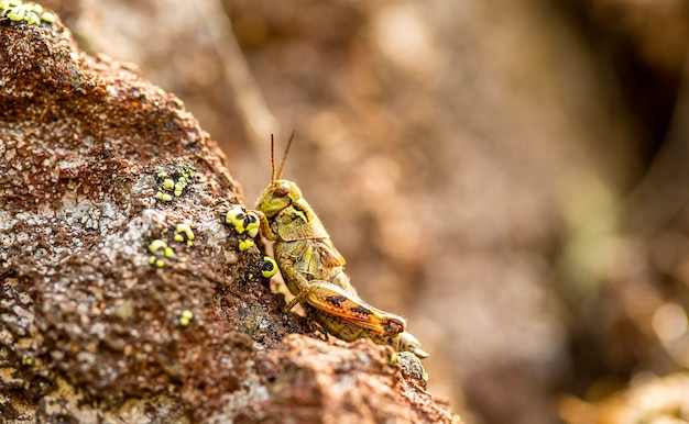 Piccola cavalletta per insetti sulle pietre vulcaniche,