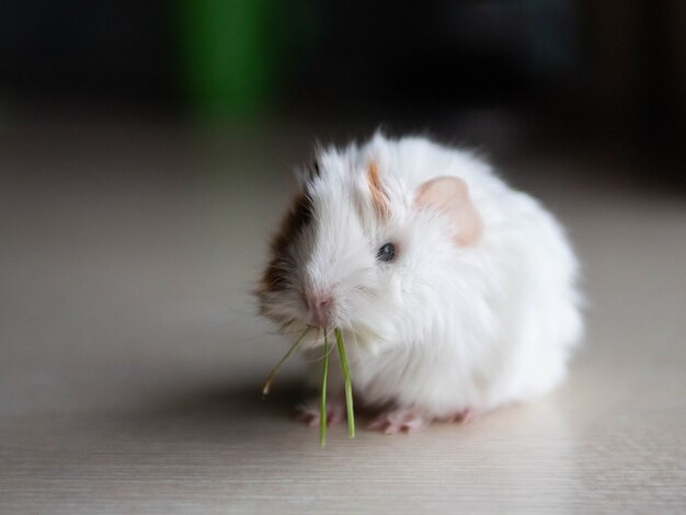 piccola cavia carina mangia erba