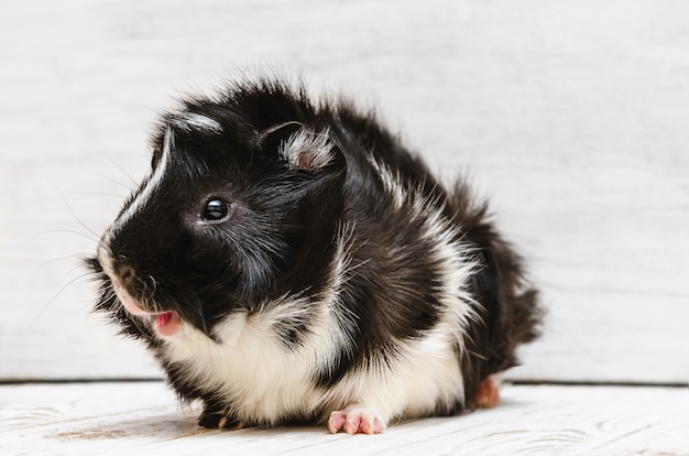 Piccola cavia su bianco