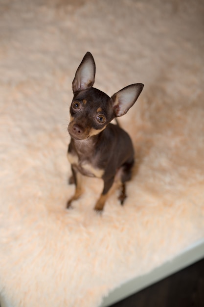 Piccola chihuahua nera sul letto