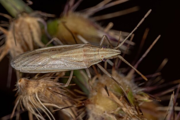 Piccola cimice adulta della famiglia Pentatomidae