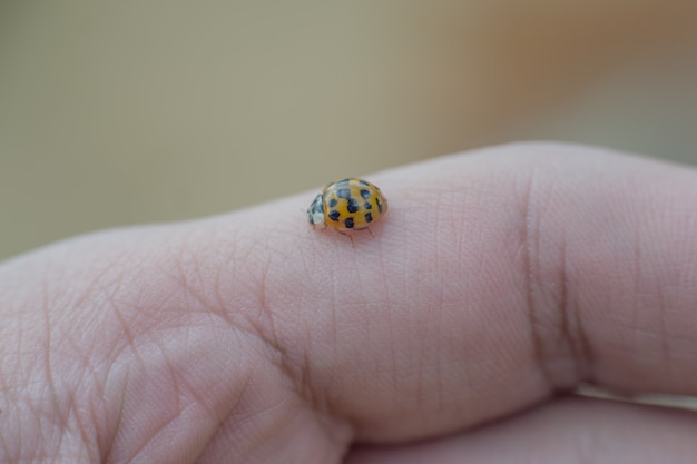 Piccola coccinella colorata in una mano