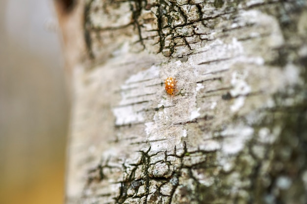 Piccola coccinella gialla sull'albero di betulla