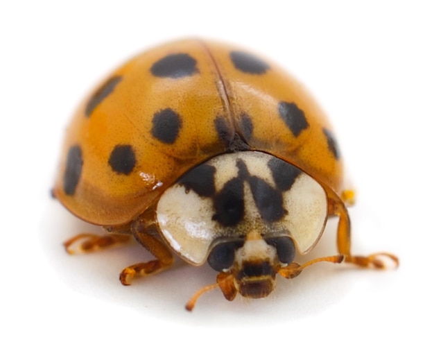 Piccola coccinella isolata