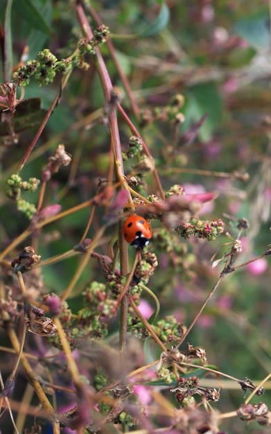 Piccola coccinella sul ramo