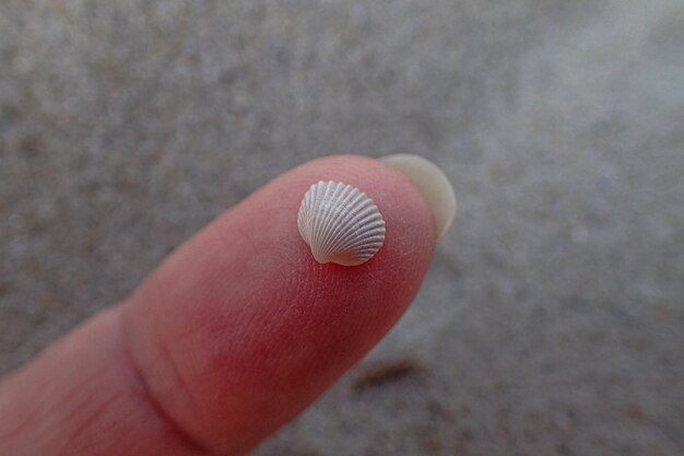 piccola conchiglia bianca tenuta in mano su una spiaggia