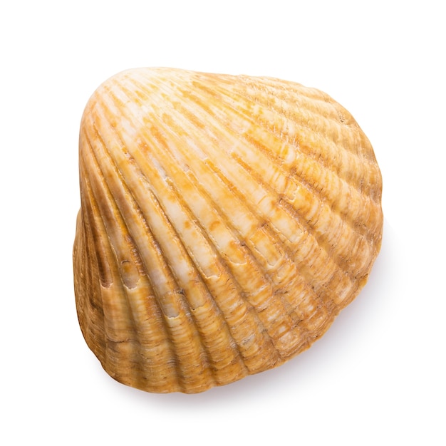 Piccola conchiglia bivalve isolata su sfondo bianco vista dall'alto