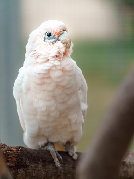 Piccola Corella