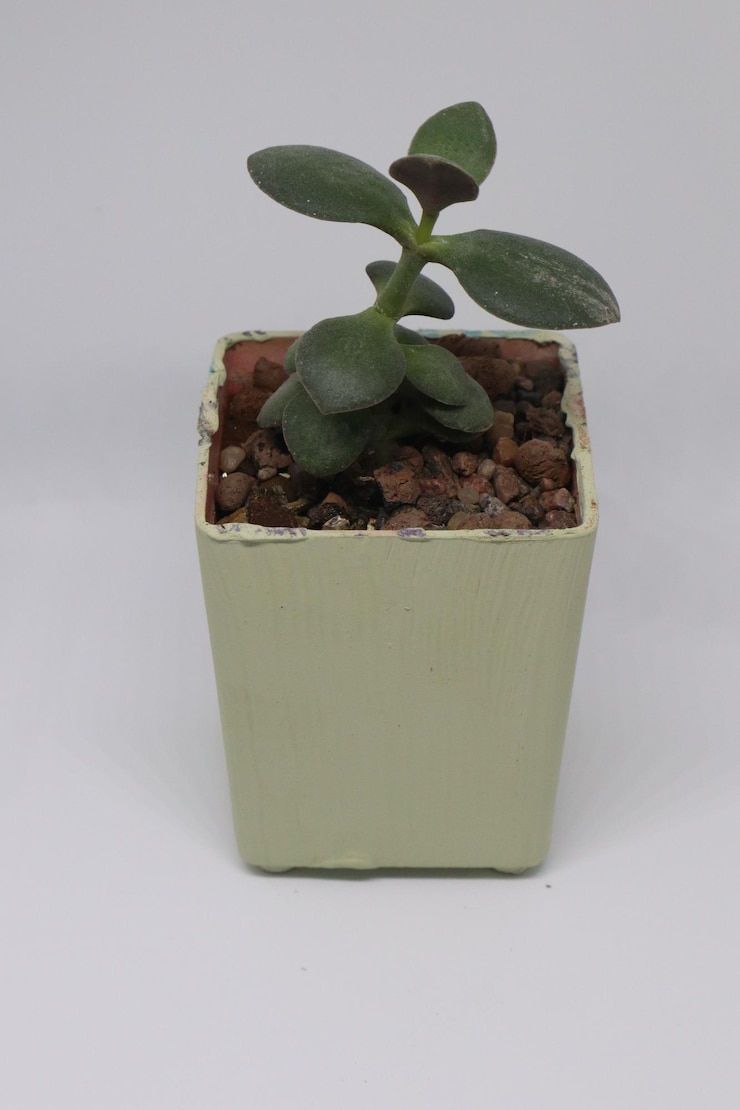 Foto piccola crassula in pentola
