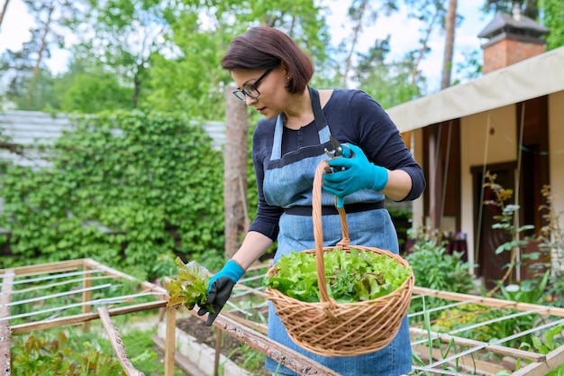 Piccola donna d'affari agricoli che raccoglie foglie di lattuga e rucola in un cestino