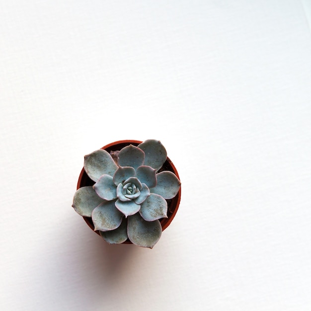 Piccola echeveria succulenta blu in vaso marrone