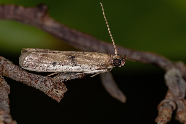 Piccola falena adulta dell'ordine dei lepidotteri