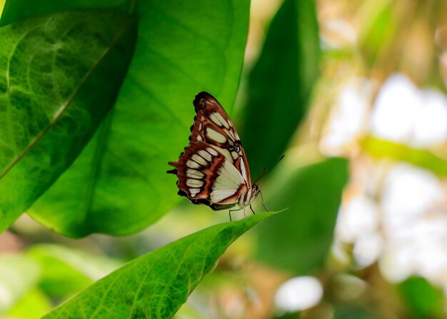 piccola farfalla appollaiata su una foglia verde del giardino