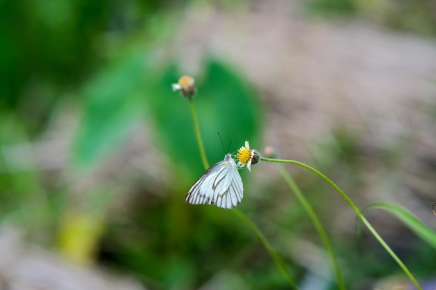Piccola farfalla bianca appesa a un piccolo fiore nel cespuglio