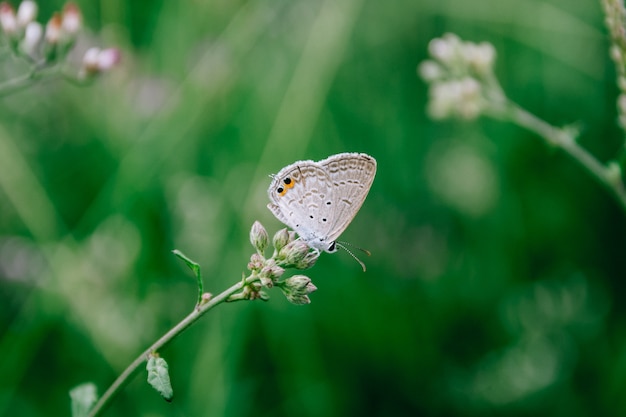 Piccola farfalla bianca che succhia il nettare