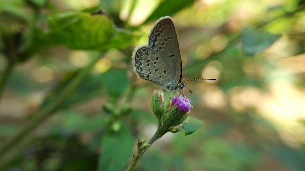 piccola farfalla bianca in natura