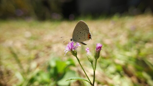 piccola farfalla bianca in natura