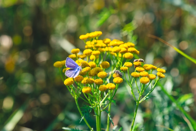 Piccola farfalla blu sul fiore selvaggio giallo con lo spazio della copia su bokeh