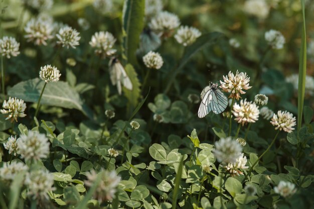 Piccola farfalla di cavolo bianco sul fiore del trifoglio bianco nel giardino di estate. Farfalla di pieris rapae nei campi di primavera. Paesaggio di primavera con prato fiorito e piccola vita selvaggia