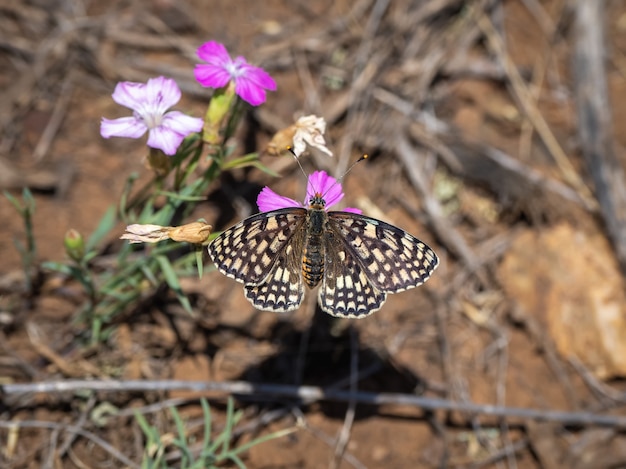 Piccola farfalla Fritillary bordata di perle (Melitaea latonigena Eversmann) su fiori di colore rosa, primo piano.