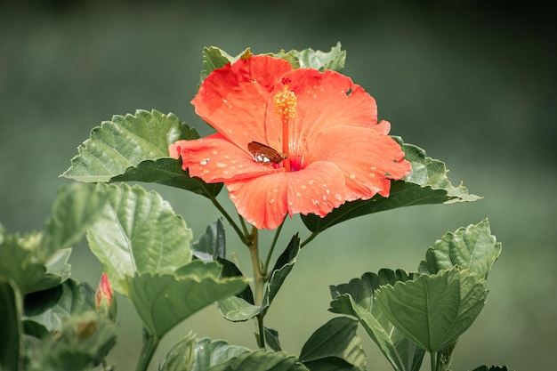 piccola farfalla in posa su un bel fiore rosso