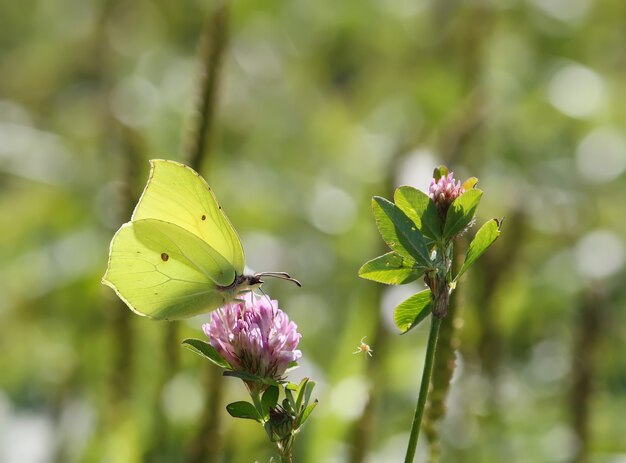 Piccola farfalla posata su un fiore in un campo estivo