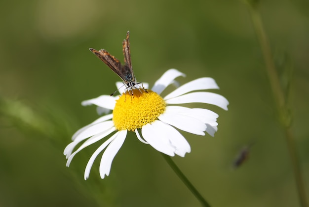 Piccola farfalla posata su un fiore in un campo estivo