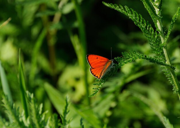 Piccola farfalla Rame scarso Lycaena virgaureae sull'erba verde in una mattina di sole