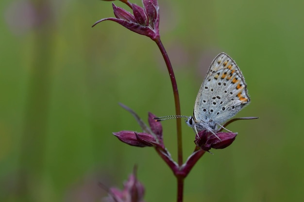 Piccola farfalla su un fiore di campion rosso in natura