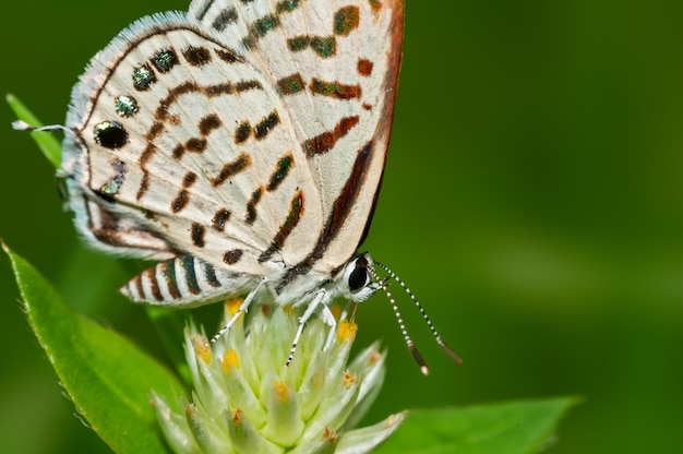 Piccola farfalla sul fiore con backround verde