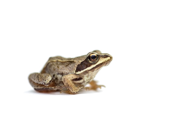 Piccola fine comune della rana su isolata