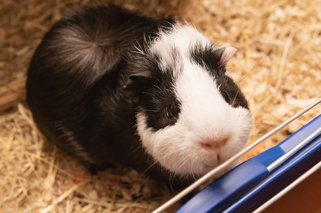 Piccola fine in bianco e nero sveglia della cavia su.