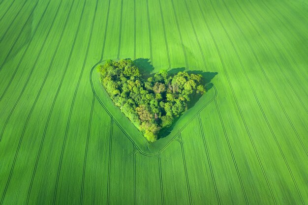 Piccola foresta a forma di cuore circondata da un campo di grano