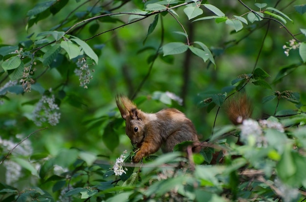 Piccola foresta sveglia dello scoiattolo in primavera