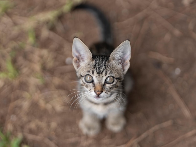 Piccola foto di gatto