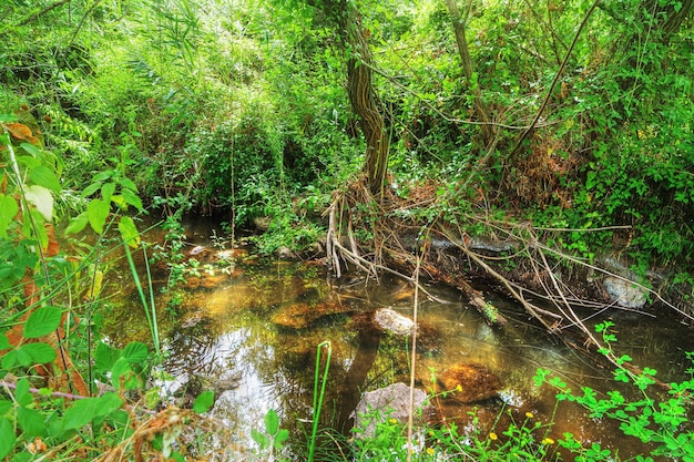 Piccola insenatura nella foresta in Sardegna Italia