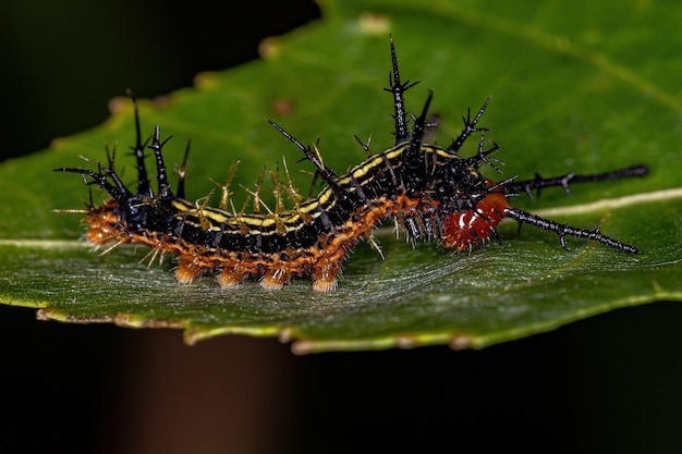 Piccola larva di falena dell'Ordine Lepidotteri