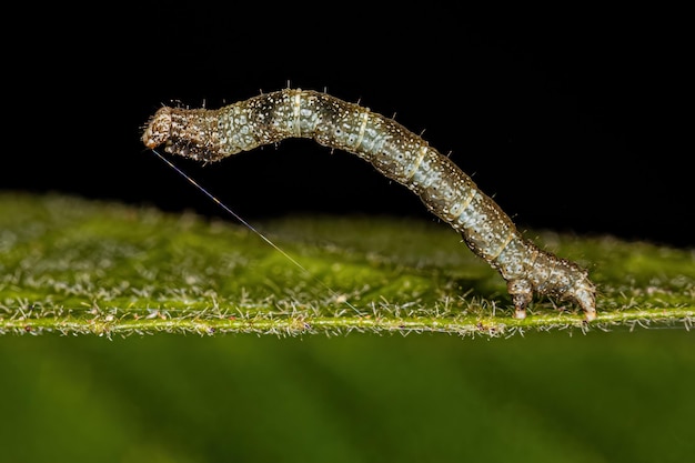 Piccola larva di falena