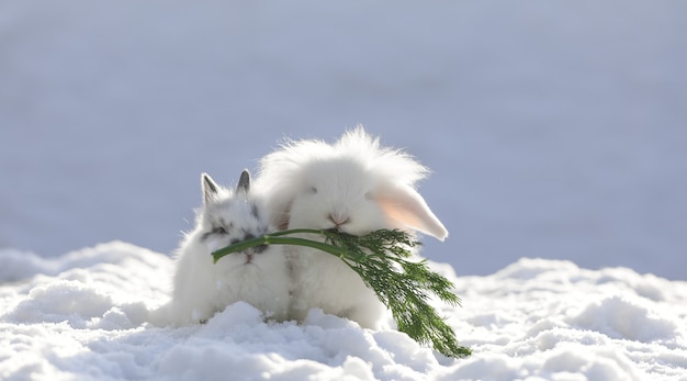 piccola lepre bianca carina sulla neve