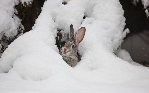 piccola lepre grigia carina sulla neve