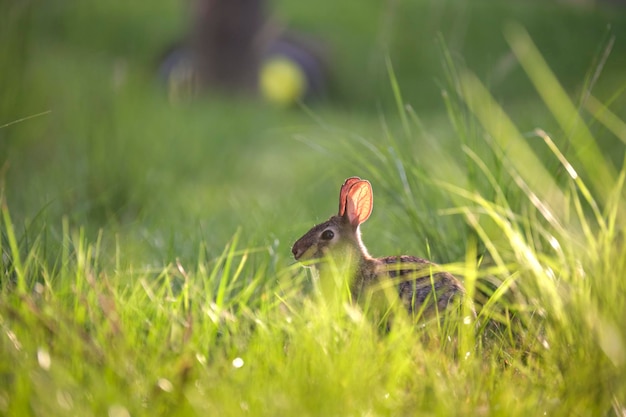 Piccola lepre grigia che mangia erba sul campo estivo Coniglio selvatico in natura