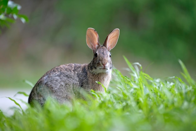 Piccola lepre grigia che mangia erba sul campo estivo Coniglio selvatico in natura