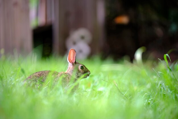 Piccola lepre grigia che mangia erba sul campo estivo Coniglio selvatico in natura