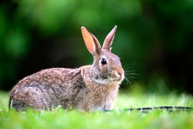 Piccola lepre grigia che mangia erba sul campo estivo Coniglio selvatico in natura