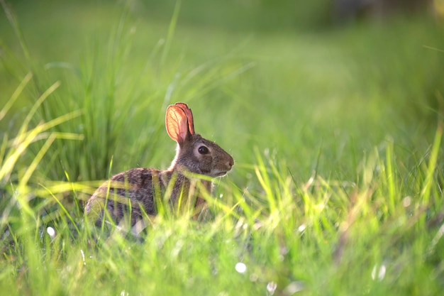 Piccola lepre grigia che mangia erba sul campo estivo Coniglio selvatico in natura