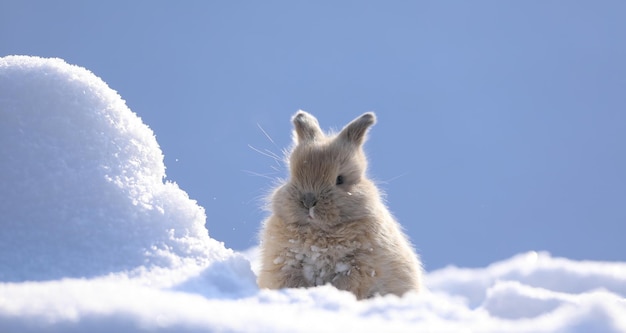 piccola lepre marrone sulla neve in inverno freddo