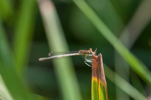 Piccola libellula blu sui fili d'erba.