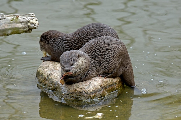 Piccola lontra artigliata Aonyx cinerea