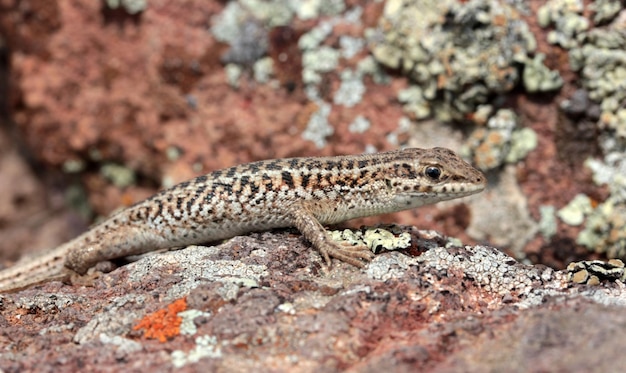 Piccola lucertola marrone su pietra