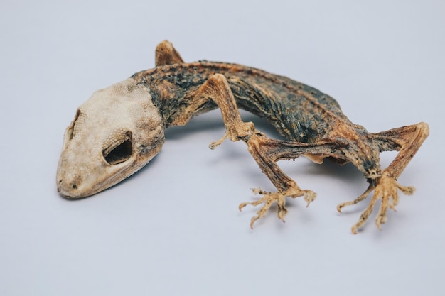 Piccola lucertola morta secca che mostra il suo scheletro del corpo isolato su bianco